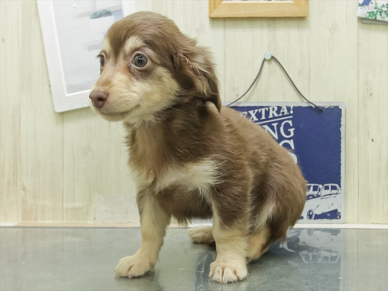 ミックス犬 - 熊本宇土店 | ペッツワン